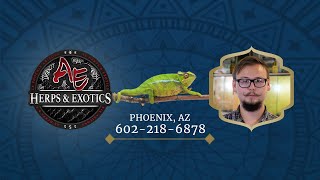 AE HERPS AND EXOTICS