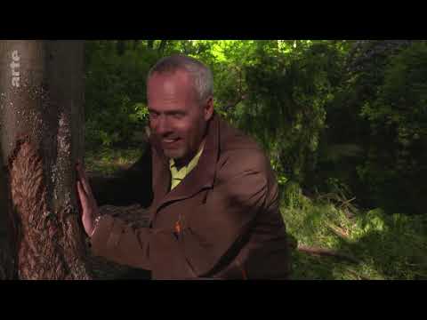 Wildtiere erobern die Stadt