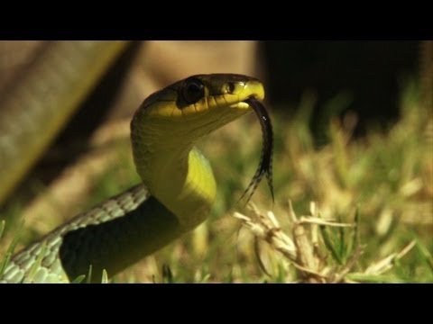 Giftige Untermieter: Schlangen nisten in australischen Häusern