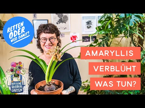 Amaryllis after flowering