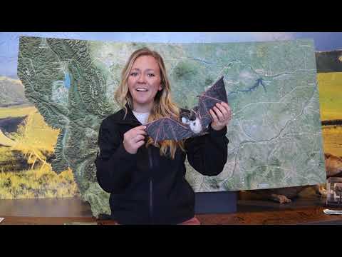 Nuts about squirrels!