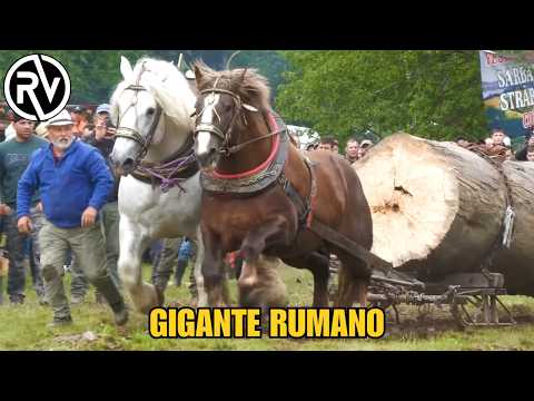 Romanian draft horse: The GIANT of TRANSYLVANIA