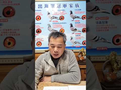 安順鴿園-FB直播2025-01-12「安順極端配對成功實例五，分享全船冠軍035、995等2羽全船冠軍父母鴿，極端配對作出全船冠軍、再作出下代全船冠軍、亞軍、綜合冠軍。」