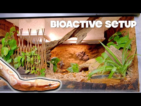 NEW Ball Python Bioactive Tank | Sterling Finally Got A Vision Tank!