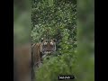 Nayak Nhi Khalnayak Hu Me Boys Attitude Whatsapp Status Youtube Shorts