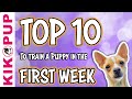 Puppy training - 10 ten for the first week