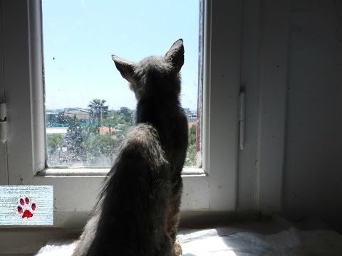 download lagu mp3 mp4 Cat And Sun, download lagu Cat And Sun gratis, unduh video klip Cat And Sun