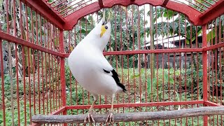 Download lagu nggak pakai lama jalak putih macet bunyi langsung emosi nyaut gacor dengar pancingan jalak ini mp3