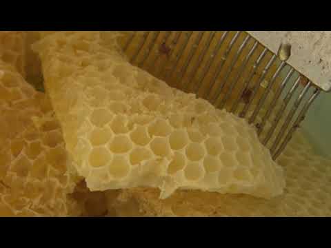 Domaćine kako radiš 24.01.2018. - Pčelarstvo - Kikinda i Čačak