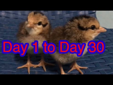 Yellow Legged  Hatch Growth Day 1 to Day 30 #MgaPanabongNaManok #Yellow legged hatch #Manok