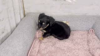 ハーフ犬の動画01