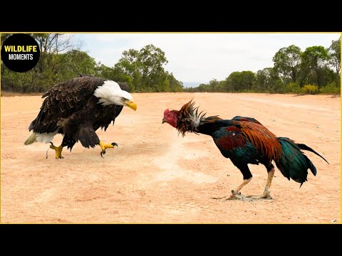 30 Moments The Eagle Didn't Know That The Rooster Was A Fighter, What Happens Next In Animal World?