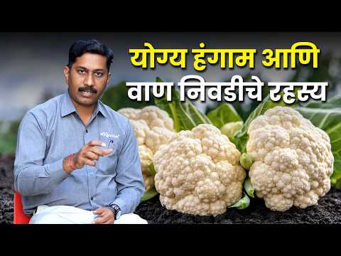 Cauliflower farming | शेतात सोने उगवा 🧈 फुलकोबी लागवड करा आणि महिन्याला लाखो कमवा 💰