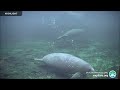 Underwater Manatee Cam At Blue Spring State Park 2024 Highlights