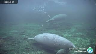 Underwater Manatee-Cam at Blue Spring State Park | 2024 Highlights