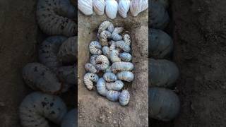 Download lagu orang kaya mati orang miskin mati siput versi ulat yang lucu #shorts mp3