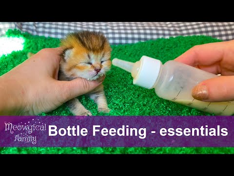 🍼 How to feed a newborn kitten?