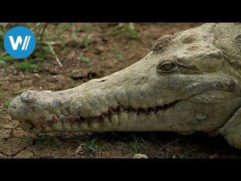 Die letzten Krokodile Venezuelas (360° - GEO Reportage)