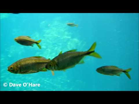 Astyanax altior shoaling in Cenote Escondido