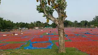 মির্জাপুরের সবুজ মাঠ কিভাবে লাল হয়ে যায়!