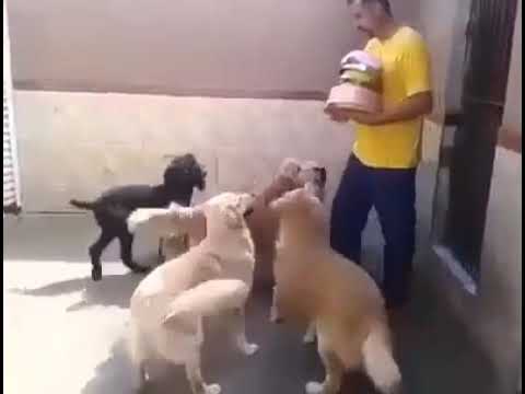 Funny video k maza aja(45)