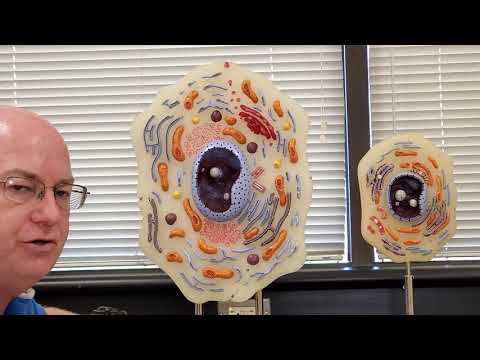 Professor Long - 2401 Lab 1, Organelles