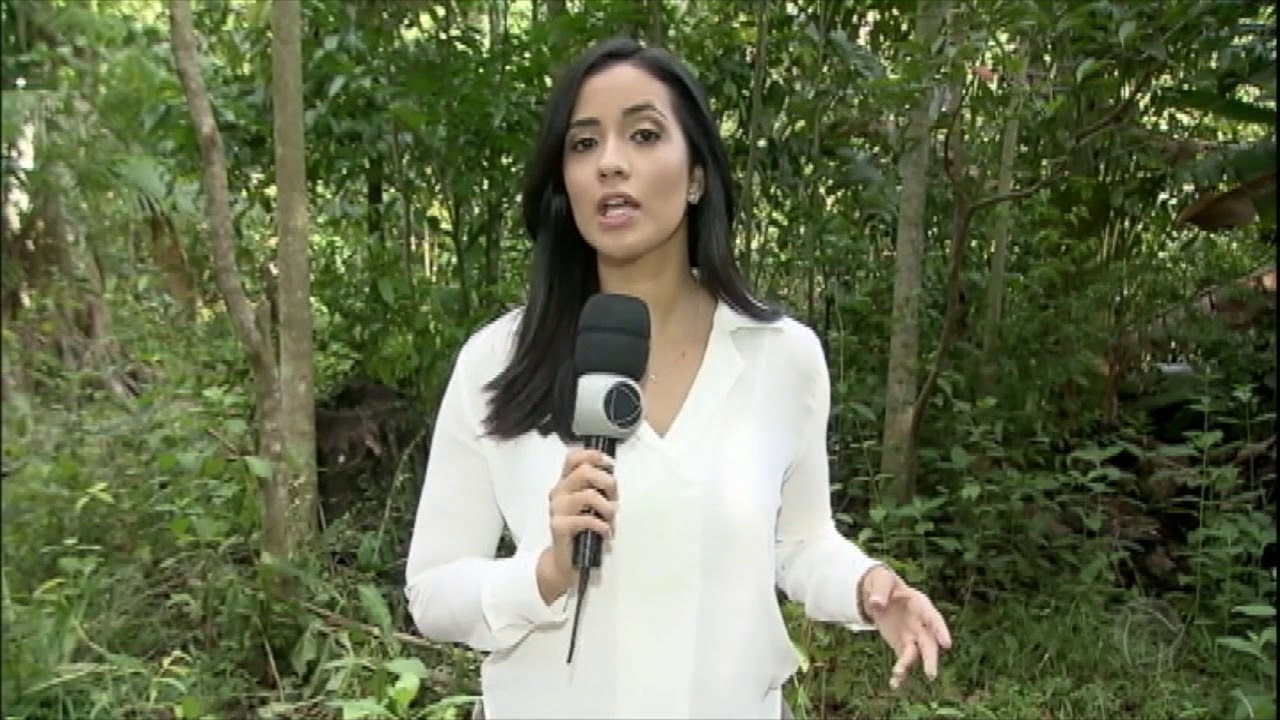 Pesquisadores descobrem a primeira espécie híbrida de ave do Brasil