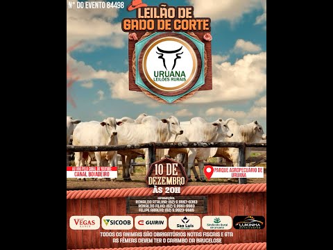 Leilão de Gado -  Uruana Leilões - Leilão de Gado de Corte em Goiás @canal.boiadeiro #live #gado