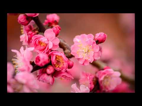 Iosif Câmpean - Cant aleluia