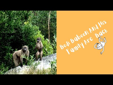 Bodi Baboon And His Family Are Back