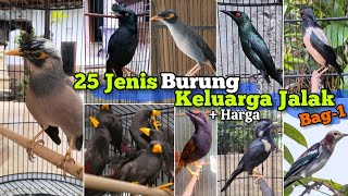 Download lagu 25 types of songbirds from the Starling family ‼️ Part 1. Includes material prices. mp3