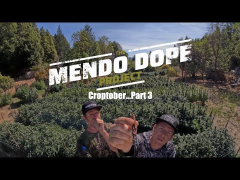 "Croptober Part 3" - The Mendo Dope Project Season 2