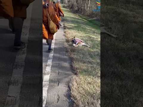 Aloka, the Peace Dog, Taking a Quick Nap on the Walk for Peace