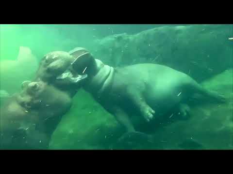 Fiona and Tucker - Cincinnati Zoo