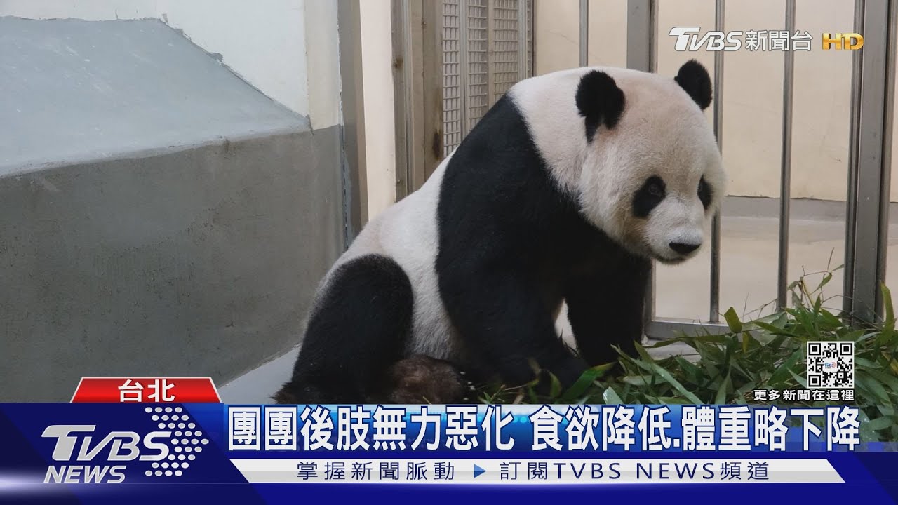世足賽前陸「貓熊外交」 京京、四海赴卡達