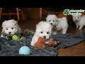 Maltese dogs for sale: James   - Video 1