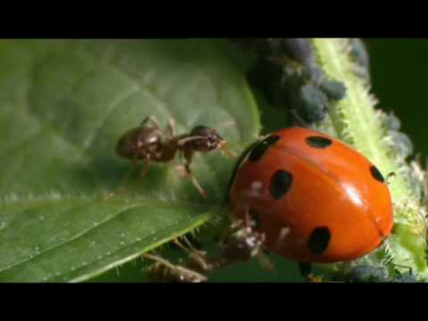 David Attenborough explains aphids | Fight the super-aphids!