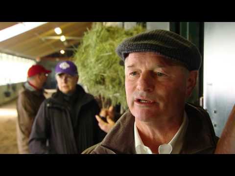 Beholder - Chasing History