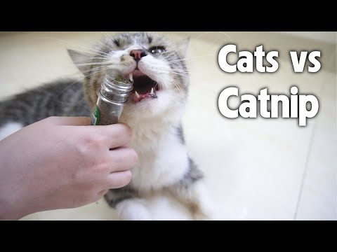 3 Reactions of Cats When They Smell Catnip