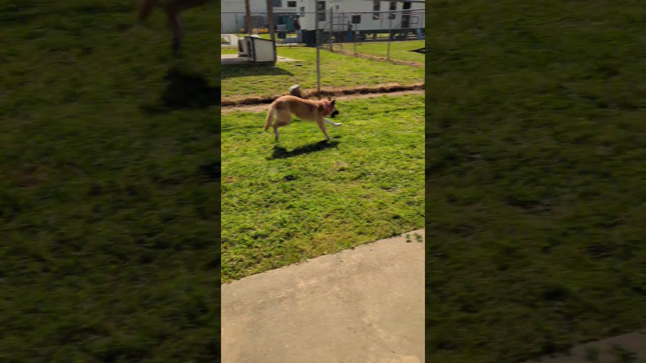 Rainbow Dash *AVAILABLE IN FOSTER*, a Adoptable Mixed Breed in Columbiana, AL video 6/6