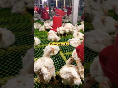 Day 30 || poultry farming || Cage Farm👀👀 #poultry #cage #farming 🔥🔥