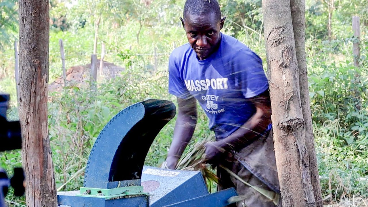 Reaping big through silage production from sorghum stalks