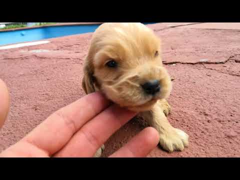 MACHO 01 COCKER SPANIEL 12-05-18