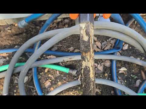 Termite Monitors Have Termites in Them in...
