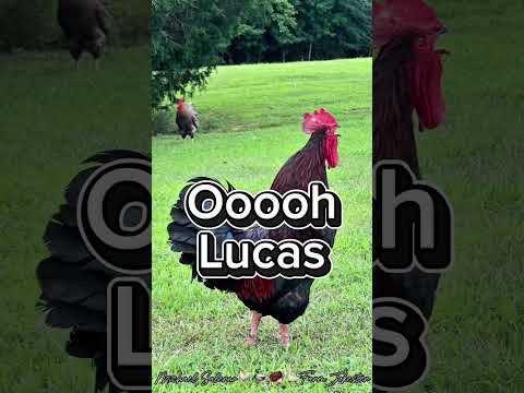 Lucas, By Royal Decree: The Regal Rooster Calls You Forth! #chickens #humor #backyardchickens 