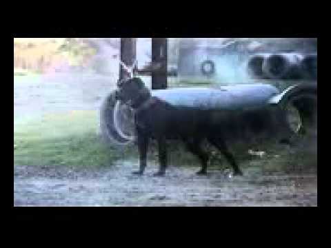 Sanjar Baba Yasta 58misli 10