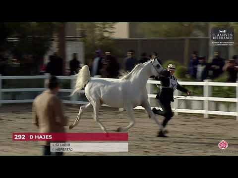 N.292 D HAJES - 10th Kuwait International Championship 2023 - Stallions 7-10 Years Old (Class 11...