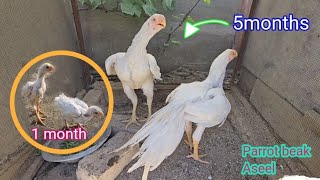 Parrot Beak Aseel From 1st Month To 5Months Growth Video