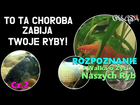 To Ta Choroba Zabija Twoje Ryby! - Rozpoznanie i Walka o Życie Ryb Cz.2 / Akwarystyka