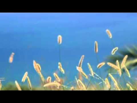 AutoTest: 20110829-1401-Standard Quality (320x240)